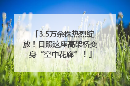3.5万余株热烈绽放！日照这座高架桥变身“空中花廊”！