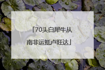 70头白犀牛从南非运抵卢旺达